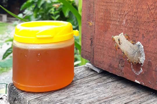 Mel de Jataí, é um dos tipos de mel de abelha nativa mais conhecido por suas propriedades medicinais